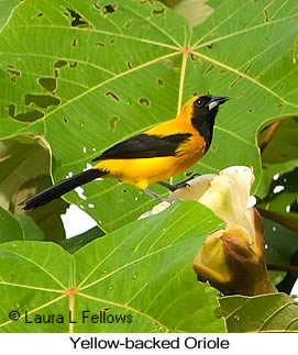 Yellow-backed Oriole - © Laura L Fellows and Exotic Birding LLC