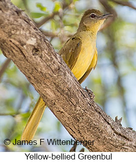 Yellow-bellied Greenbul - © James F Wittenberger and Exotic Birding LLC