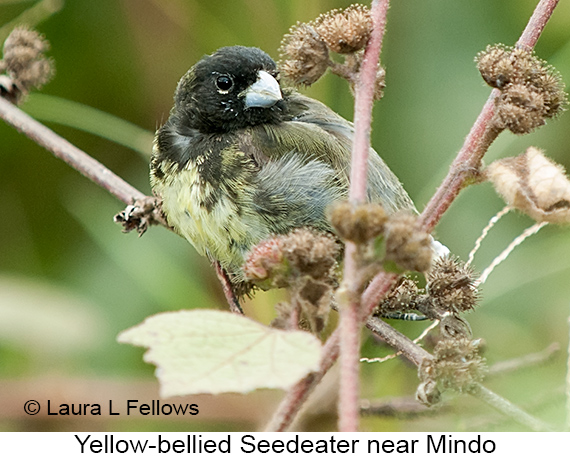 Yellow-bellied Seedeater - © James F Wittenberger and Exotic Birding LLC