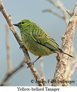 Yellow-bellied Tanager - © James F Wittenberger and Exotic Birding LLC