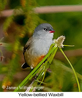 Yellow-bellied Waxbill - © James F Wittenberger and Exotic Birding LLC
