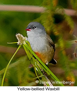 Yellow-bellied Waxbill - © James F Wittenberger and Exotic Birding LLC