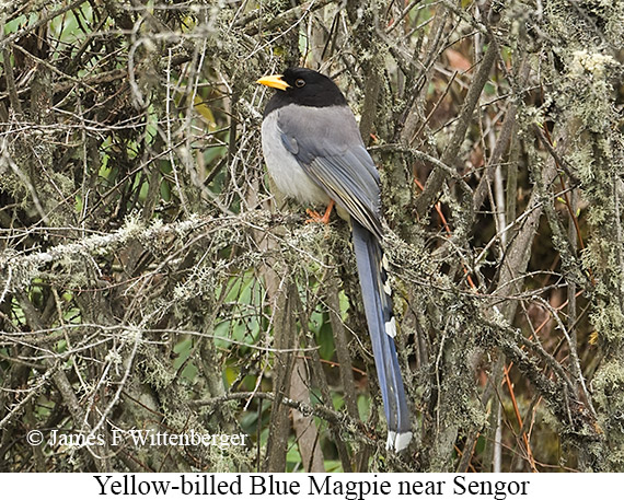 Yellow-billed Blue-Magpie - © James F Wittenberger and Exotic Birding LLC