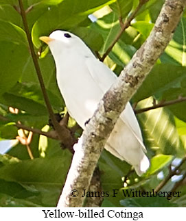 Yellow-billed Cotinga - © James F Wittenberger and Exotic Birding LLC
