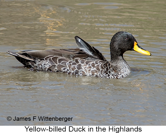 Yellow-billed Duck - © James F Wittenberger and Exotic Birding LLC