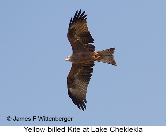 Yellow-billed Kite - © James F Wittenberger and Exotic Birding LLC