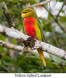 Yellow-billed Lorikeet - © James F Wittenberger and Exotic Birding LLC