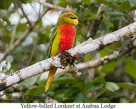 Yellow-billed Lorikeet - © James F Wittenberger and Exotic Birding LLC
