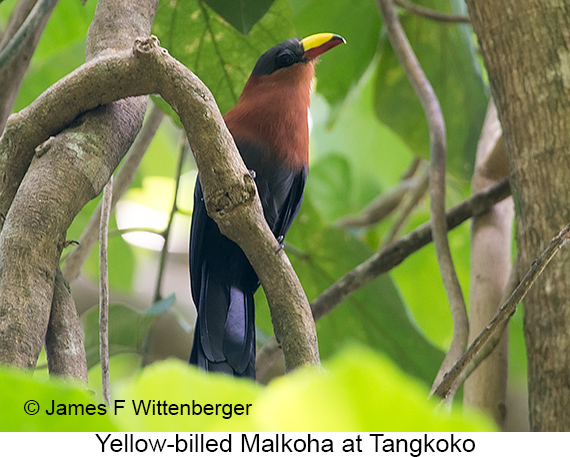 Yellow-billed Malkoha - © James F Wittenberger and Exotic Birding LLC