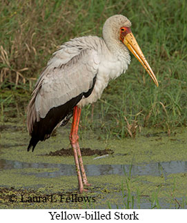 Yellow-billed Stork - © Laura L Fellows and Exotic Birding LLC