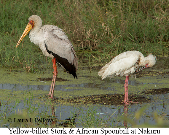 Yellow-billed Stork - © Laura L Fellows and Exotic Birding LLC