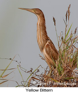 Yellow Bittern - © James F Wittenberger and Exotic Birding LLC