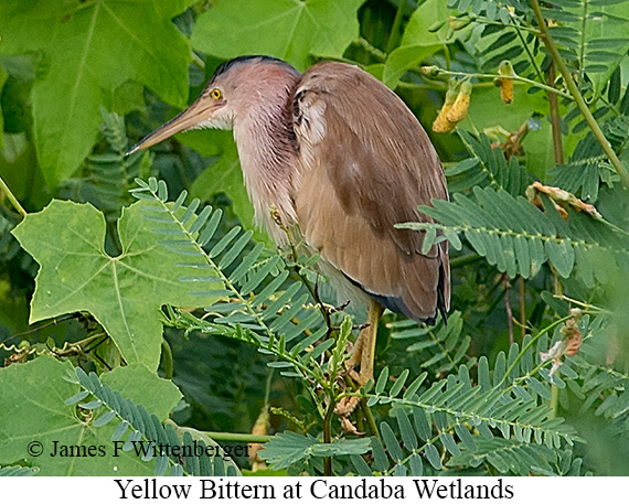 Yellow Bittern - © James F Wittenberger and Exotic Birding LLC