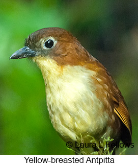 Yellow-breasted Antpitta - © Laura L Fellows and Exotic Birding LLC