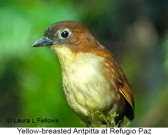 Yellow-breasted Antpitta on west slope of the Andes Mountains in Ecuador - © Laura L Fellows and Exotic Birding tours