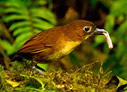 Yellow-breasted Antpitta - © James F Wittenberger and Exotic Birding LLC