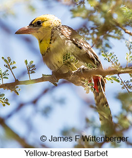 Yellow-breasted Barbet - © James F Wittenberger and Exotic Birding LLC