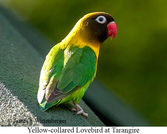 Yellow-collared Lovebird - © James F Wittenberger and Exotic Birding LLC