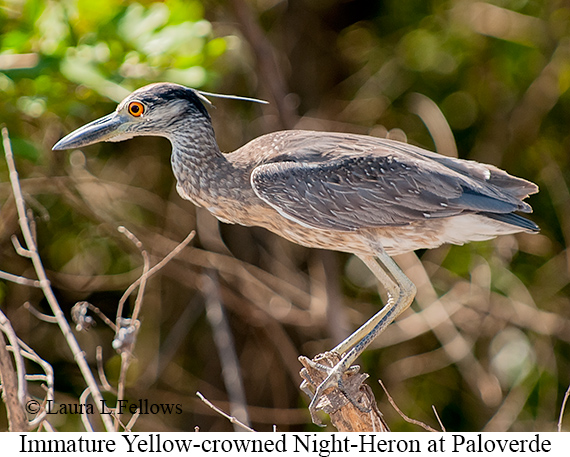 Yellow-crowned Night-Heron - &copy; Laura L Fellows and Exotic Birding Tours