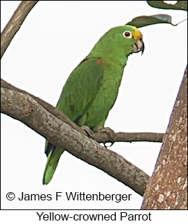 Yellow-crowned Parrot - © James F Wittenberger and Exotic Birding LLC