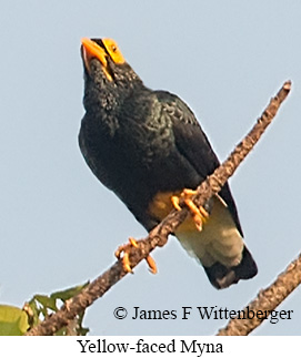 Yellow-faced Myna - © James F Wittenberger and Exotic Birding LLC