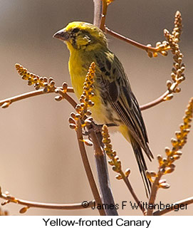 Yellow-fronted Canary - © James F Wittenberger and Exotic Birding LLC