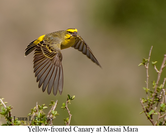 Yellow-fronted Canary - © Laura L Fellows and Exotic Birding LLC