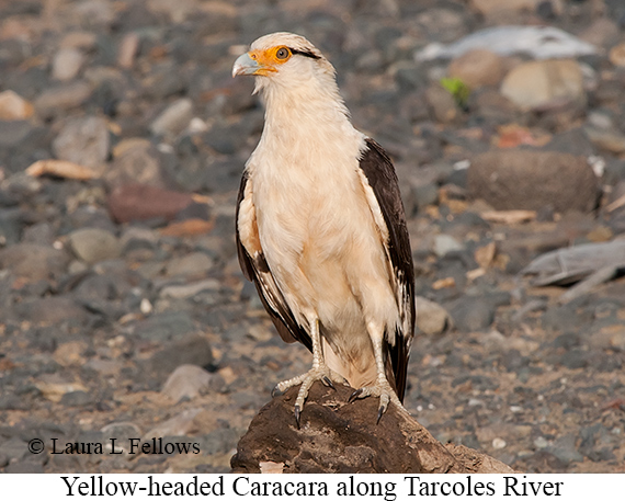 Yellow-headed Caracara - © Laura L Fellows and Exotic Birding LLC