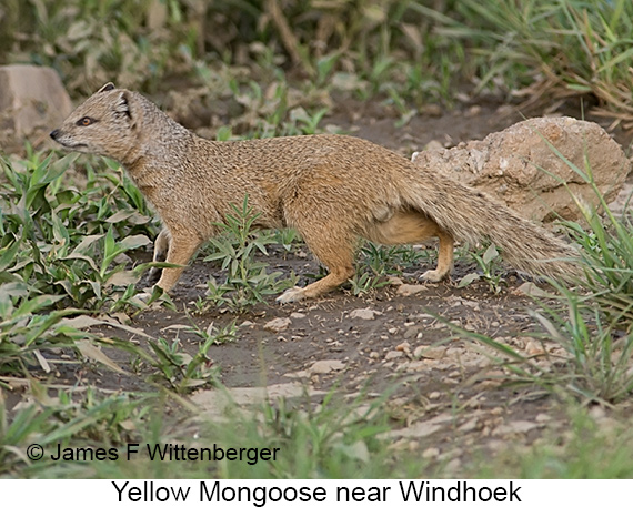 Yellow Mongoose - © James F Wittenberger and Exotic Birding LLC