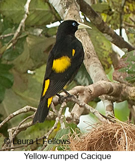 Yellow-rumped Cacique - © Laura L Fellows and Exotic Birding LLC