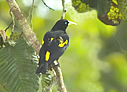 Yellow-rumped Cacique - &copy; Laura L Fellows and Exotic Birding Tours