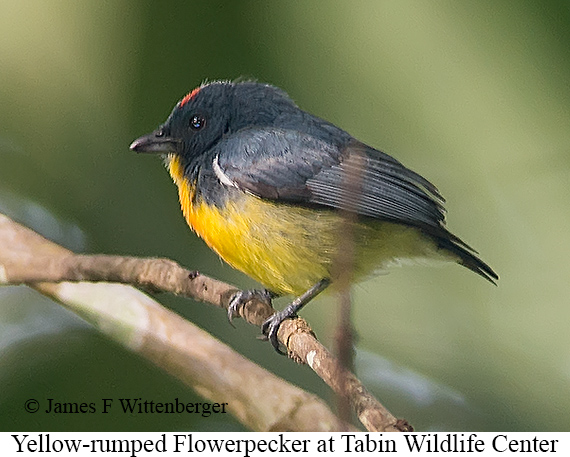 Yellow-rumped Flowerpecker - © James F Wittenberger and Exotic Birding LLC