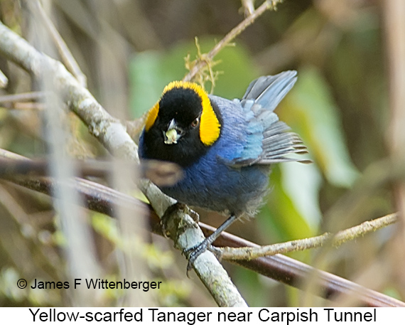 Yellow-scarfed Tanager - © James F Wittenberger and Exotic Birding LLC