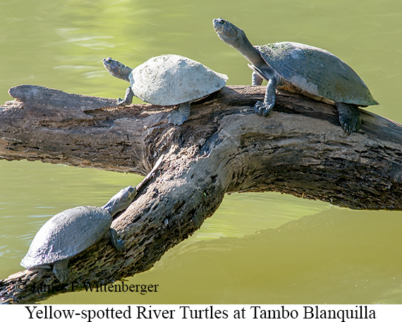 Yellow-spotted River Turtle - © James F Wittenberger and Exotic Birding LLC