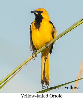 Yellow-tailed Oriole - © Laura L Fellows and Exotic Birding LLC
