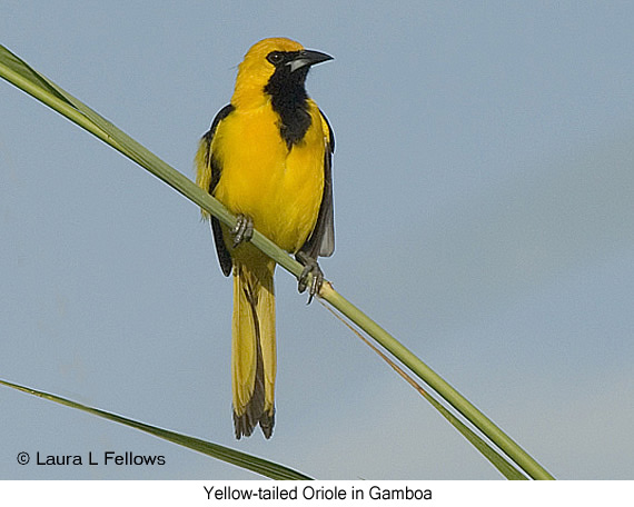 Yellow-tailed Oriole - &copy; Laura L Fellows and Exotic Birding Tours