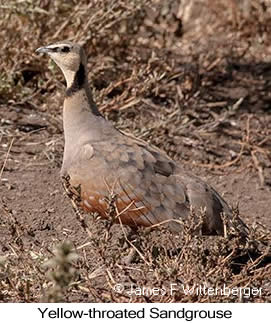Yellow-throated Sandgrouse - © James F Wittenberger and Exotic Birding LLC
