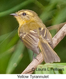 Yellow Tyrannulet - © Laura L Fellows and Exotic Birding LLC