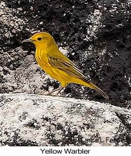 Yellow Warbler - © Laura L Fellows and Exotic Birding LLC