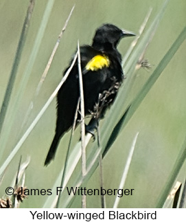 Yellow-winged Blackbird - © James F Wittenberger and Exotic Birding LLC