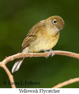 Yellowish Flycatcher - © Laura L Fellows and Exotic Birding LLC
