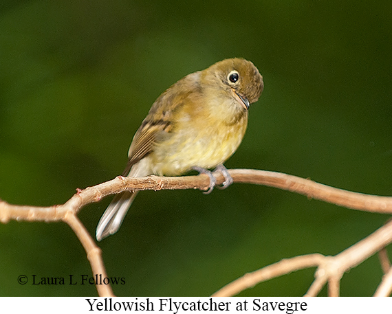 Yellowish Flycatcher - © Laura L Fellows and Exotic Birding LLC