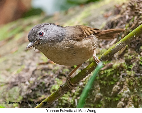 Yunnan Fulvetta - © James F Wittenberger and Exotic Birding LLC