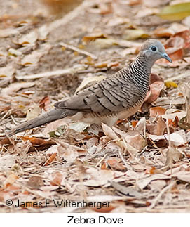 Zebra Dove - © James F Wittenberger and Exotic Birding LLC