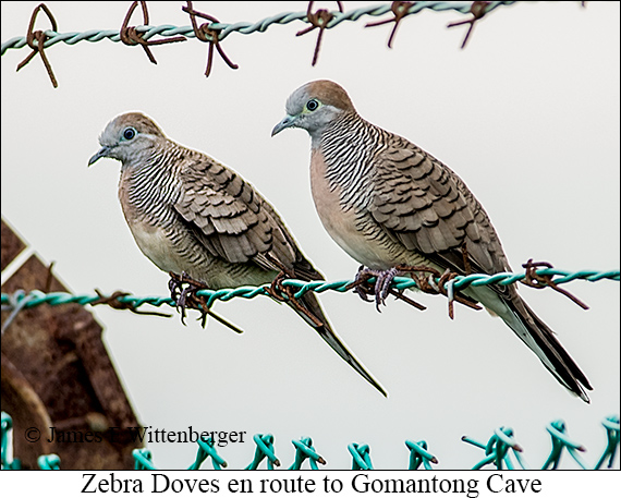 Zebra Dove - © James F Wittenberger and Exotic Birding LLC