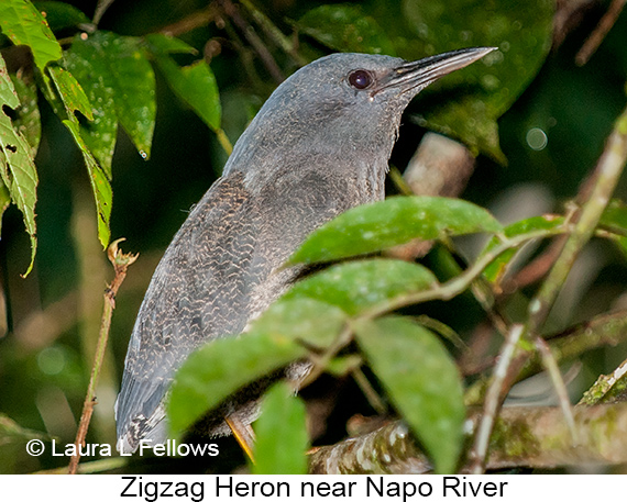 Zigzag Heron along a tributary of the Napo River in eastern Ecuador - &copy; Laura L Fellows and Exotic Birding tours