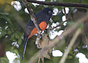 Baird's Trogon - © Laura L Fellows and Exotic Birding LLC Baird's Trogon - © Laura L Fellows and Exotic Birding LLC
