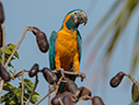 Blue-throated Macaw - courtesy Cesar Bollaty Blue-throated Macaw - courtesy Cesar Bollaty