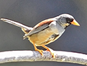 Buff-bridled Inca-Finch - © James F Wittenberger and Exotic Birding LLC Buff-bridled Inca-Finch - © James F Wittenberger and Exotic Birding LLC