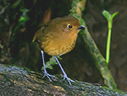 Chachapoyas Antpitta - © James F Wittenberger and Exotic Birding LLC Chachapoyas Antpitta - © James F Wittenberger and Exotic Birding LLC